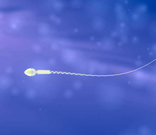 Telomere length in sperm does not determine male fertility